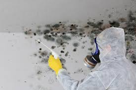 Why You Should Choose Our Mold Remediation Services in Eleele, HI